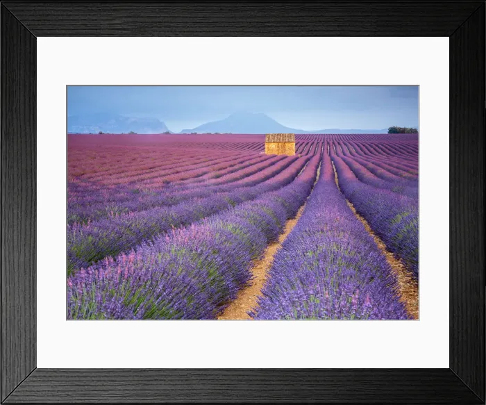 Framed Print : House in a lavender field at sunset, Plateau de Valensole, Alpes-de-Haute-Provence Framed Print : House in a lavender field at sunset, Plateau de Valensole, Alpes-de-Haute-Provence