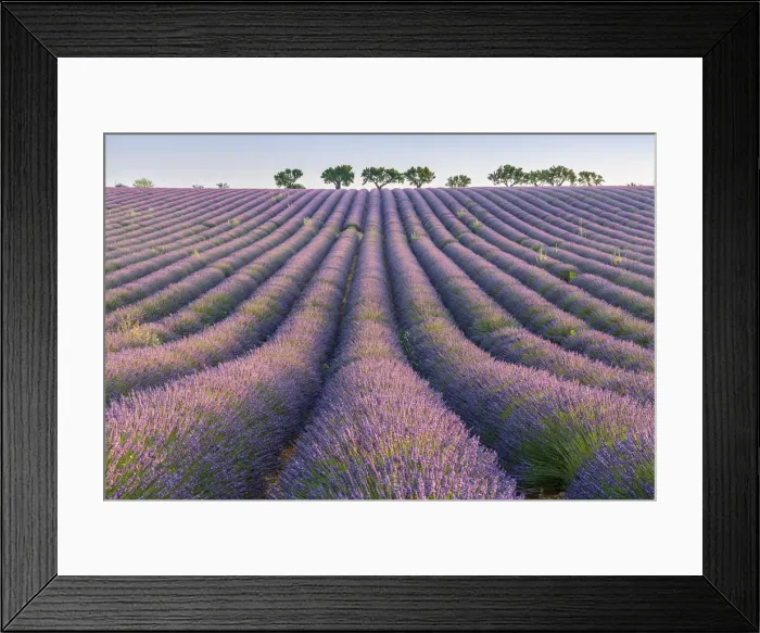 Framed Print : Lavender rows, Plateau de Valensole, Alpes-de-Haute-Provence, Provence-Alpes-Cote d Azur Framed Print : Lavender rows, Plateau de Valensole, Alpes-de-Haute-Provence, Provence-Alpes-Cote d Azur