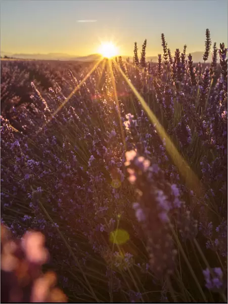 Sunrise over lavender fields, Plateau de Valensole, Alpes-de-Haute-Provence, Provence-Alpes-Cote