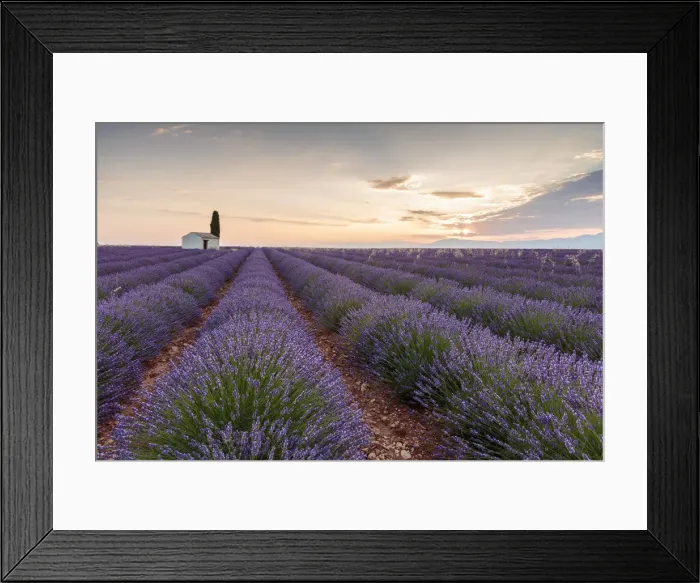Framed Print : Rural house with tree in a lavender crop at dawn, Plateau de Valensole, Alpes-de-Haute-Provence Framed Print : Rural house with tree in a lavender crop at dawn, Plateau de Valensole, Alpes-de-Haute-Provence