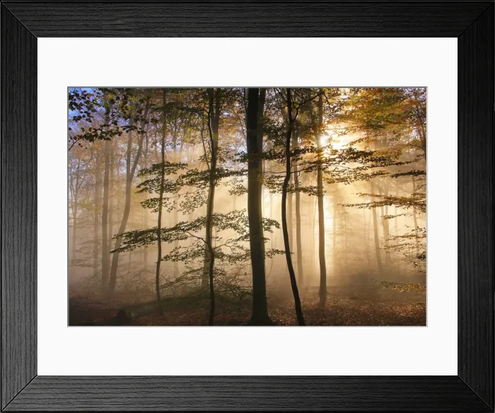 Framed Print : Autumnal forest near Kastel-Staadt, Rhineland-Palatinate, Germany, Europe Framed Print : Autumnal forest near Kastel-Staadt, Rhineland-Palatinate, Germany, Europe