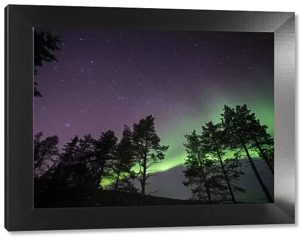 Northern lights (aurora borealis) over Lapland forest, Jukkasjarvi, Sweden, Scandinavia