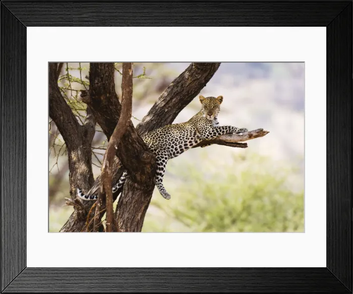 Framed Print : A leopard (Panthera pardus) rests on a tree, Samburu National Reserve, Kenya, East Africa Framed Print : A leopard (Panthera pardus) rests on a tree, Samburu National Reserve, Kenya, East Africa