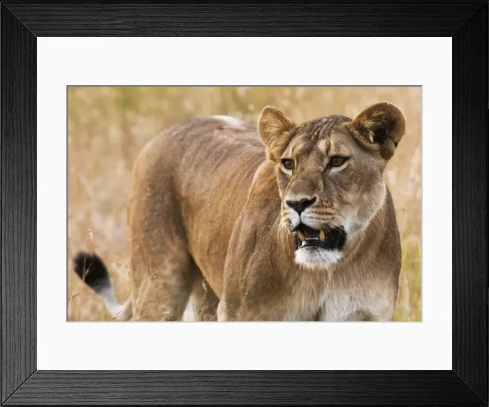Framed Print : Portrait of a lioness (Panthera leo) in the savannah, Masai Mara, Kenya, East Africa Framed Print : Portrait of a lioness (Panthera leo) in the savannah, Masai Mara, Kenya, East Africa