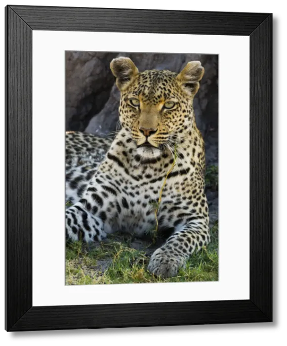 Framed Print : Portrait of a leopard (Panthera pardus) resting in the shade of a tree, Botswana, Africa Framed Print : Portrait of a leopard (Panthera pardus) resting in the shade of a tree, Botswana, Africa