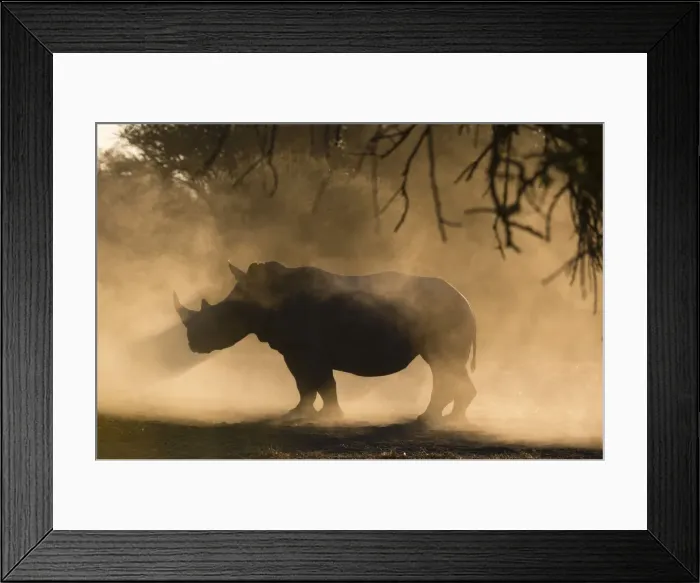 Framed Print : White rhinoceros (Ceratotherium simum), Kalahari, Botswana, Africa Framed Print : White rhinoceros (Ceratotherium simum), Kalahari, Botswana, Africa