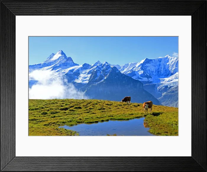 Framed Print : View from First to Bernese Alps, Grindelwald, Bernese Oberland, Canton of Bern, Switzerland Framed Print : View from First to Bernese Alps, Grindelwald, Bernese Oberland, Canton of Bern, Switzerland