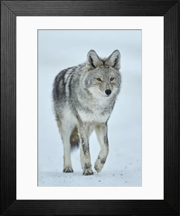Framed Print : Coyote (Canis latrans) in the snow in winter, Yellowstone National Park, Wyoming Framed Print : Coyote (Canis latrans) in the snow in winter, Yellowstone National Park, Wyoming