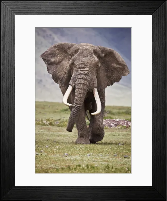 Framed Print : African elephant (Loxodonta africana) bull, Ngorongoro Crater, Tanzania, East Africa Framed Print : African elephant (Loxodonta africana) bull, Ngorongoro Crater, Tanzania, East Africa