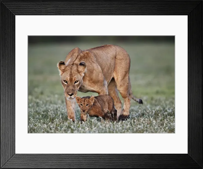 Framed Print : Lion (Panthera leo) cub and its mother, Ngorongoro Crater, Tanzania, East Africa, Africa Framed Print : Lion (Panthera leo) cub and its mother, Ngorongoro Crater, Tanzania, East Africa, Africa
