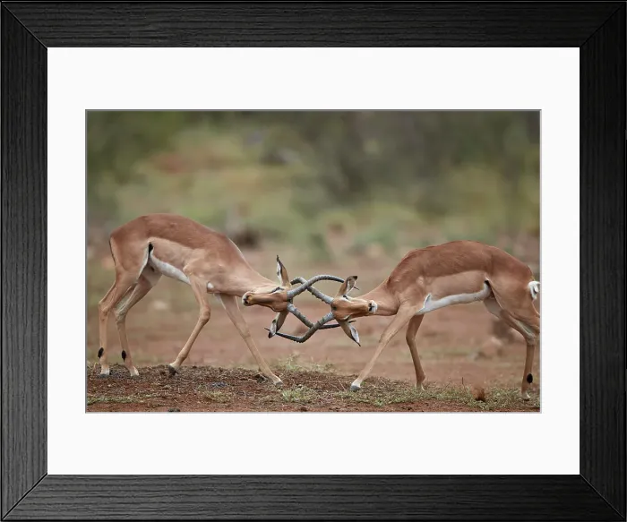 Framed Print : Impala (Aepyceros melampus) bucks sparring, Kruger National Park, South Africa, Africa Framed Print : Impala (Aepyceros melampus) bucks sparring, Kruger National Park, South Africa, Africa