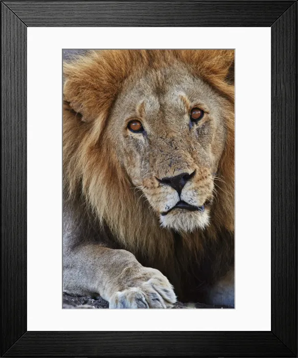 Framed Print : Lion (Panthera leo), Serengeti National Park, Tanzania, East Africa, Africa Framed Print : Lion (Panthera leo), Serengeti National Park, Tanzania, East Africa, Africa
