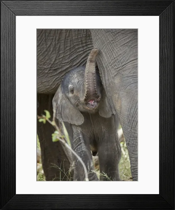 Framed Print : Days-old African Elephant (Loxodonta africana) calf, Kruger National Park, South Africa Framed Print : Days-old African Elephant (Loxodonta africana) calf, Kruger National Park, South Africa