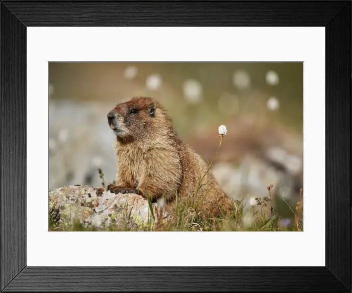 Framed Print : Yellow-bellied marmot (yellowbelly marmot) (Marmota flaviventris) among bistort Framed Print : Yellow-bellied marmot (yellowbelly marmot) (Marmota flaviventris) among bistort
