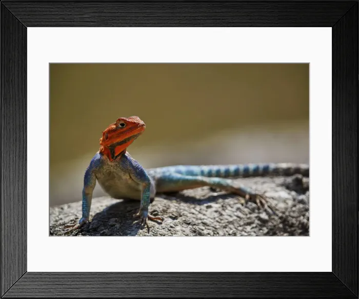 Framed Print : Common agama (red-headed rock agama) (rainbow agama) (Agama agama), male, Ruaha National Park Framed Print : Common agama (red-headed rock agama) (rainbow agama) (Agama agama), male, Ruaha National Park
