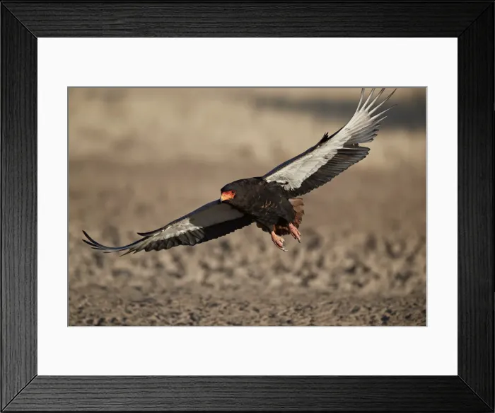 Framed Print : Bateleur (Terathopius ecaudatus) landing, female, Kgalagadi Transfrontier Park, encompassing Framed Print : Bateleur (Terathopius ecaudatus) landing, female, Kgalagadi Transfrontier Park, encompassing