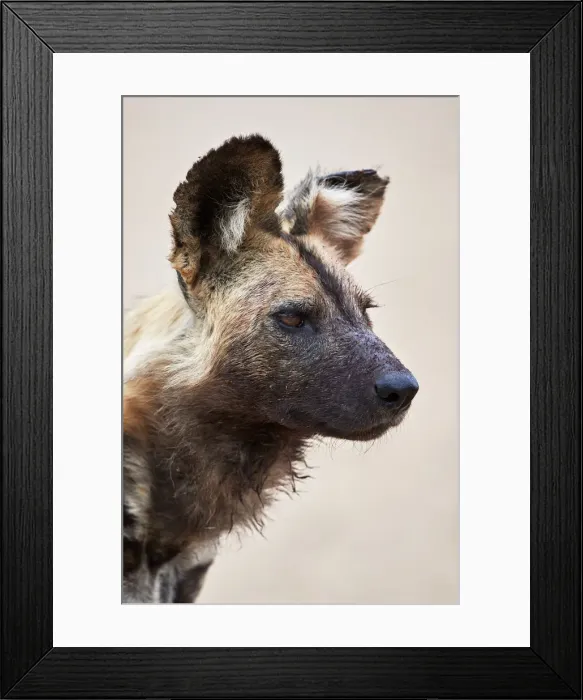 Framed Print : African wild dog (African hunting dog) (Cape hunting dog) (Lycaon pictus), Kruger National Park Framed Print : African wild dog (African hunting dog) (Cape hunting dog) (Lycaon pictus), Kruger National Park