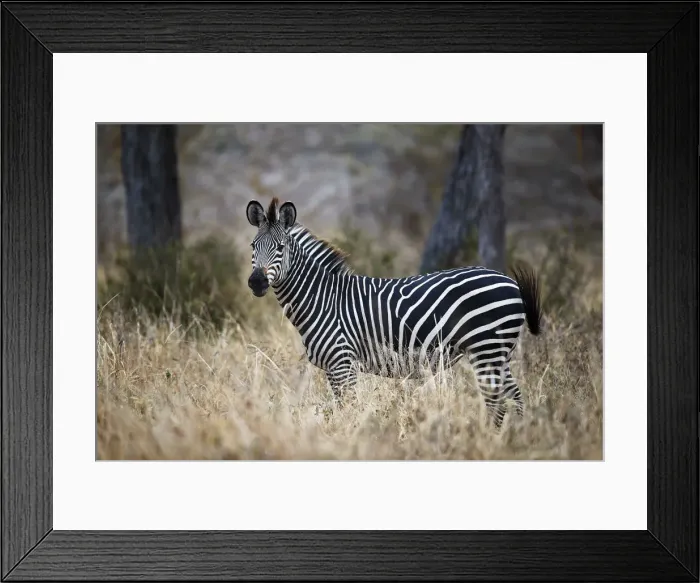 Framed Print : Ccommon zebra (plains zebra) (Burchells zebra) (Equus burchelli), Selous Game Reserve Framed Print : Ccommon zebra (plains zebra) (Burchells zebra) (Equus burchelli), Selous Game Reserve