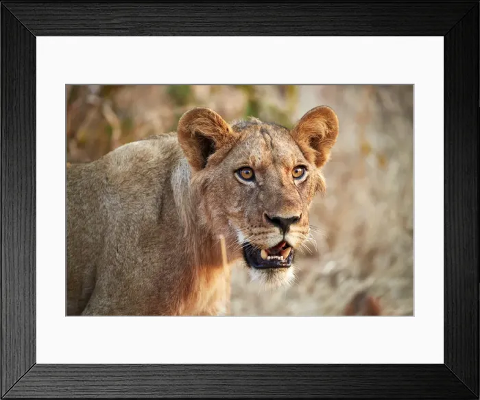 Framed Print : Lion (Panthera leo), young male, Ruaha National Park, Tanzania, East Africa, Africa Framed Print : Lion (Panthera leo), young male, Ruaha National Park, Tanzania, East Africa, Africa