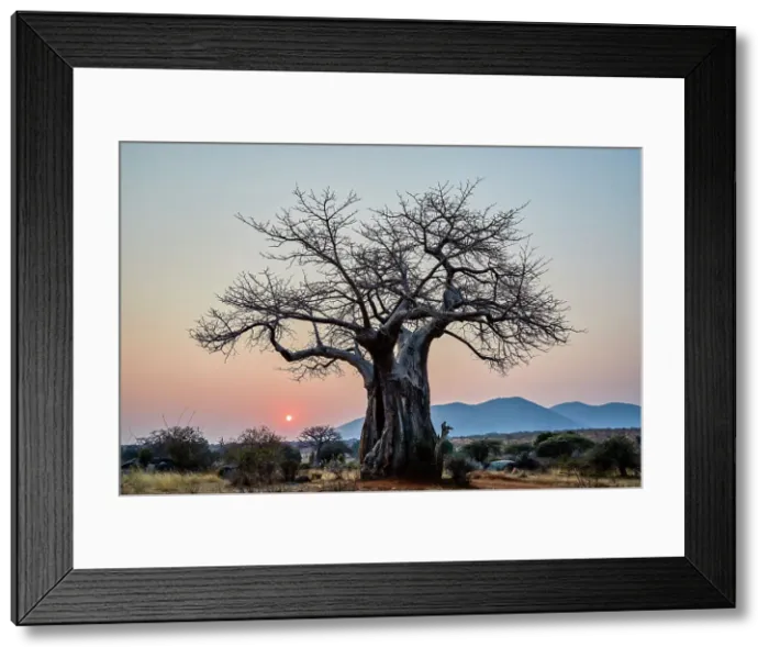 Framed Print : Baobab (Adansonia digitata) at sunrise, Ruaha National Park, Tanzania, East Africa Framed Print : Baobab (Adansonia digitata) at sunrise, Ruaha National Park, Tanzania, East Africa
