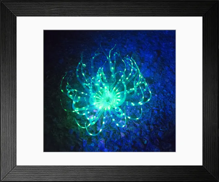 Framed Print : Fluro diving on Sakatia Island, Madagascar, Indian Ocean, Africa Framed Print : Fluro diving on Sakatia Island, Madagascar, Indian Ocean, Africa