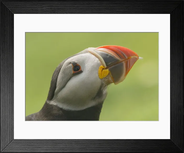 Framed Print : Puffin, Skomer Island, Pembrokeshire, Wales, United Kingdom, Europe Framed Print : Puffin, Skomer Island, Pembrokeshire, Wales, United Kingdom, Europe