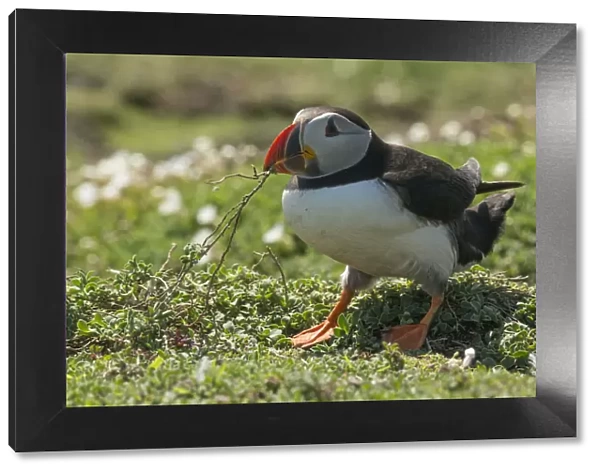 Puffin collecting nest material after heavy rain on Skomer Island, Wales, United Kingdom