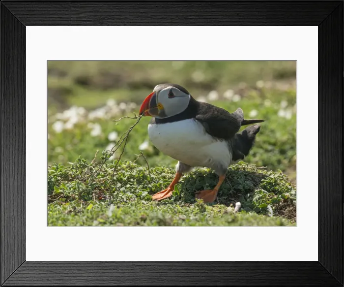 Framed Print : Puffin collecting nest material after heavy rain on Skomer Island, Wales, United Kingdom Framed Print : Puffin collecting nest material after heavy rain on Skomer Island, Wales, United Kingdom