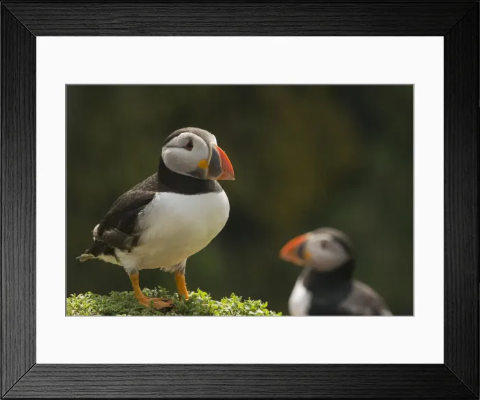 Framed Print : Puffin, Skomer Island, Pembrokeshire, Wales, United Kingdom, Europe Framed Print : Puffin, Skomer Island, Pembrokeshire, Wales, United Kingdom, Europe