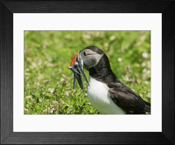 Framed Print : Puffin with beak full of sandeels, Skomer Island, Pembrokeshire, Wales, United Kingdom Framed Print : Puffin with beak full of sandeels, Skomer Island, Pembrokeshire, Wales, United Kingdom