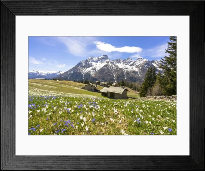 Framed Print : Crocus during spring blooming, Alpe Braccia, Malenco Valley, province of Sondrio Framed Print : Crocus during spring blooming, Alpe Braccia, Malenco Valley, province of Sondrio