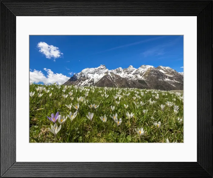 Framed Print : Close-up of crocus in bloom, Alpe Braccia, Malenco Valley, province of Sondrio, Valtellina Framed Print : Close-up of crocus in bloom, Alpe Braccia, Malenco Valley, province of Sondrio, Valtellina