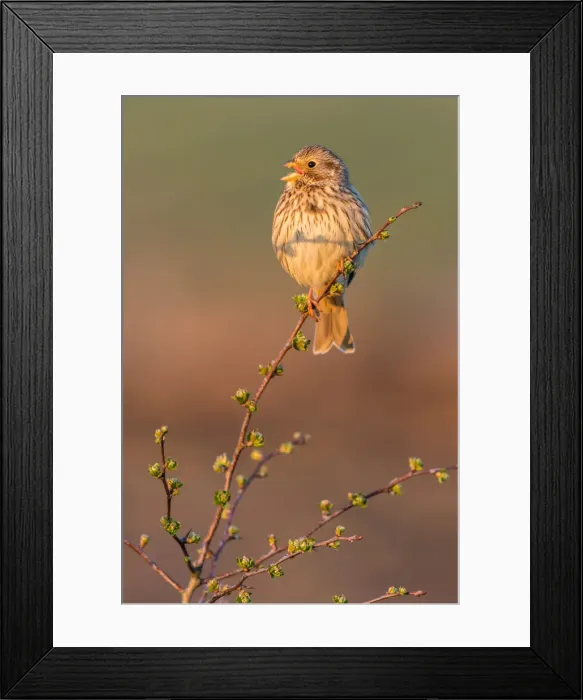 Framed Print : Corn bunting (Miliaria calandra) adult, calling, Kent, England, United Kingdom, Europe Framed Print : Corn bunting (Miliaria calandra) adult, calling, Kent, England, United Kingdom, Europe