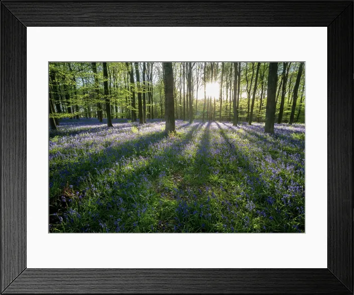 Framed Print : Common bluebell (Hyacinthoides non-scripta) growing in common beech (Fagus sylvatica) Framed Print : Common bluebell (Hyacinthoides non-scripta) growing in common beech (Fagus sylvatica)