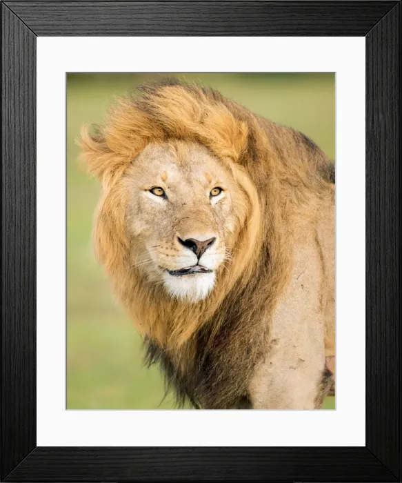 Framed Print : Male lion (Panthera leo), Masai Mara, Kenya, East Africa, Africa Framed Print : Male lion (Panthera leo), Masai Mara, Kenya, East Africa, Africa