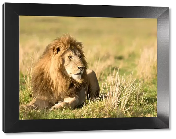 Male lion (Panthera leo), Masai Mara, Kenya, East Africa, Africa