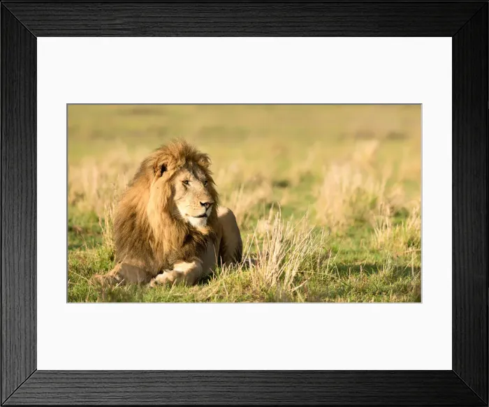 Framed Print : Male lion (Panthera leo), Masai Mara, Kenya, East Africa, Africa Framed Print : Male lion (Panthera leo), Masai Mara, Kenya, East Africa, Africa