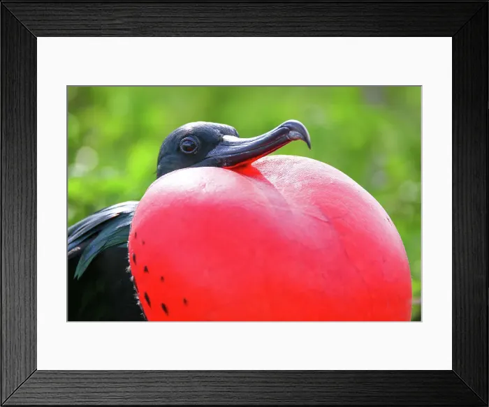 Framed Print : Portrait of male Great Frigatebird (Fregata minor) on Genovesa Island, Galapagos National Park Framed Print : Portrait of male Great Frigatebird (Fregata minor) on Genovesa Island, Galapagos National Park