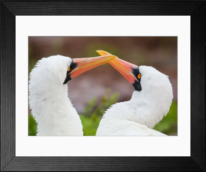 Framed Print : Portrait of Nazca Boobies (Sula granti), Genovesa Island, Galapagos National Park Framed Print : Portrait of Nazca Boobies (Sula granti), Genovesa Island, Galapagos National Park