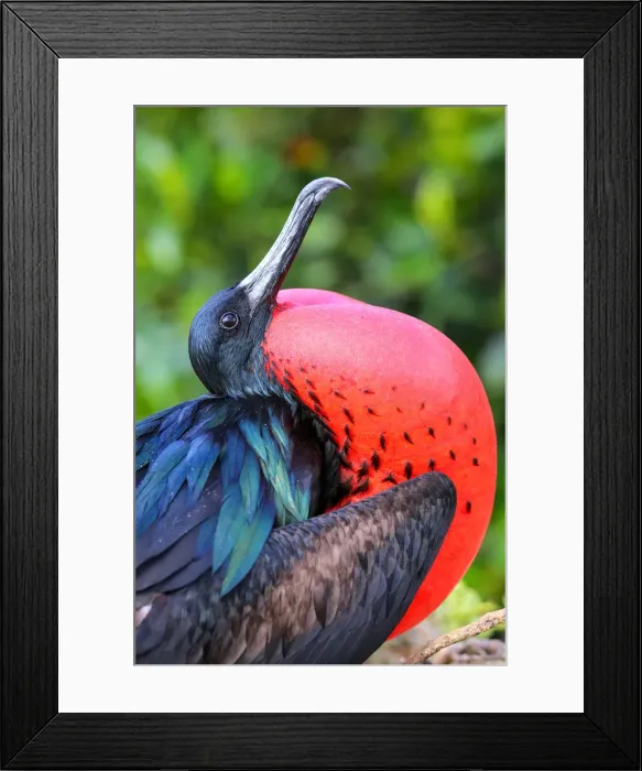 Framed Print : Male Great Frigatebird (Fregata minor) on Genovesa Island, Galapagos National Park Framed Print : Male Great Frigatebird (Fregata minor) on Genovesa Island, Galapagos National Park