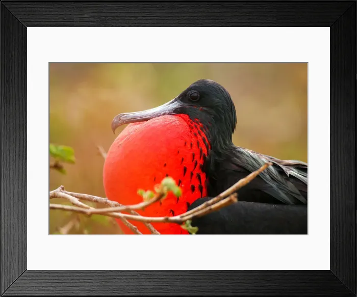Framed Print : Male Magnificent Frigatebird (Fregata magnificens) with inflated gular sac, North Seymour Island Framed Print : Male Magnificent Frigatebird (Fregata magnificens) with inflated gular sac, North Seymour Island
