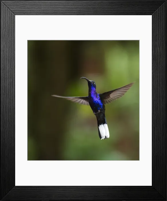 Framed Print : Hummingbird in the Monteverde Cloud Forest, Puntarenas Province, Costa Rica, Central Framed Print : Hummingbird in the Monteverde Cloud Forest, Puntarenas Province, Costa Rica, Central