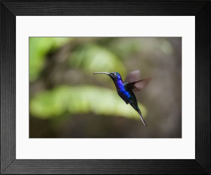 Framed Print : Hummingbird in the Monteverde Cloud Forest, Puntarenas Province, Costa Rica, Central Framed Print : Hummingbird in the Monteverde Cloud Forest, Puntarenas Province, Costa Rica, Central