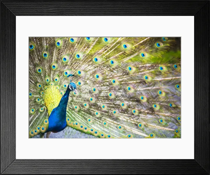 Framed Print : Peacock, Dartmoor, Devon, England, United Kingdom, Europe Framed Print : Peacock, Dartmoor, Devon, England, United Kingdom, Europe