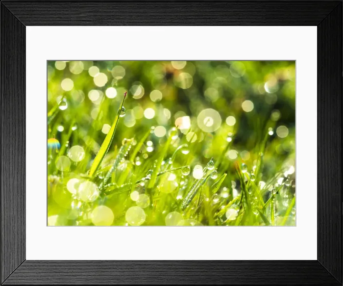 Framed Print : Morning dew, Dartmoor National Park, Devon, England, United Kingdom, Europe
