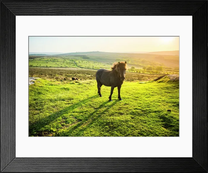 Framed Print : Pony in Dartmoor National Park, Devon, England, United Kingdom, Europe Framed Print : Pony in Dartmoor National Park, Devon, England, United Kingdom, Europe