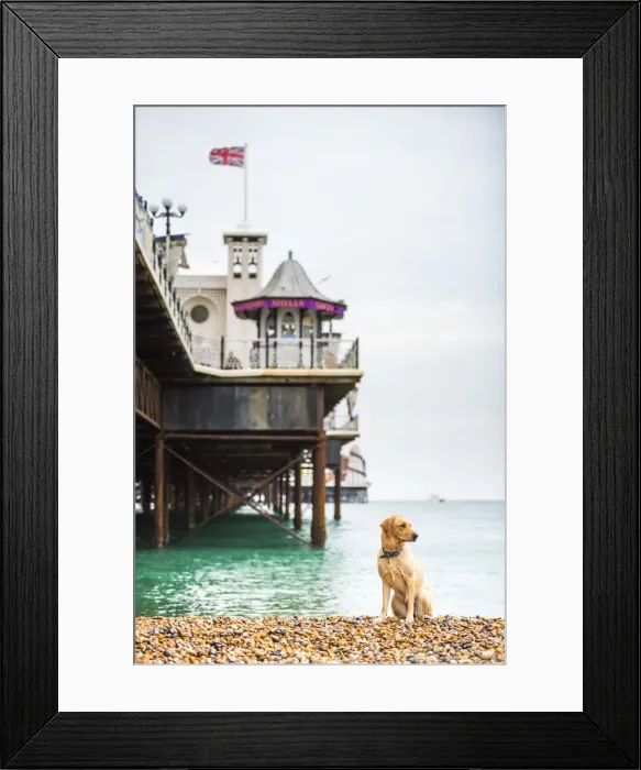 Framed Print : Golden labrador on Brighton Beach, Brighton and Hove, East Sussex, England, United Kingdom Framed Print : Golden labrador on Brighton Beach, Brighton and Hove, East Sussex, England, United Kingdom
