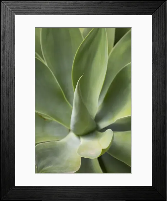 Framed Print : Detail of an Agave plant on the volcanic island of Fuerteventura, Canary Islands Framed Print : Detail of an Agave plant on the volcanic island of Fuerteventura, Canary Islands