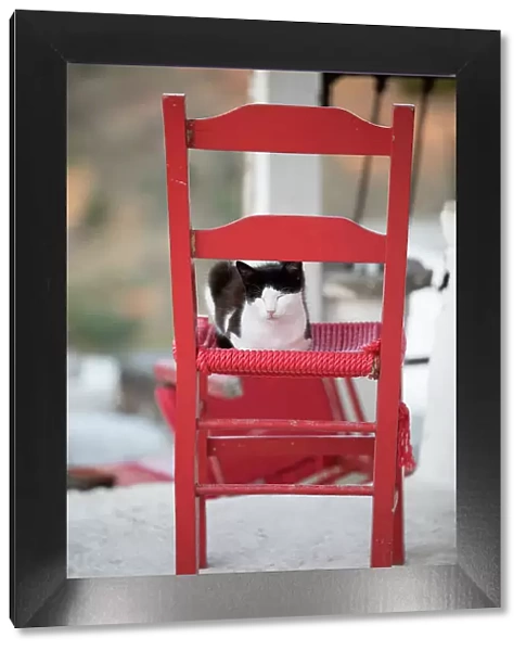 Black and white cat asleep on red chair, Kastro, Sifnos, Cyclades, Aegean Sea, Greek Islands
