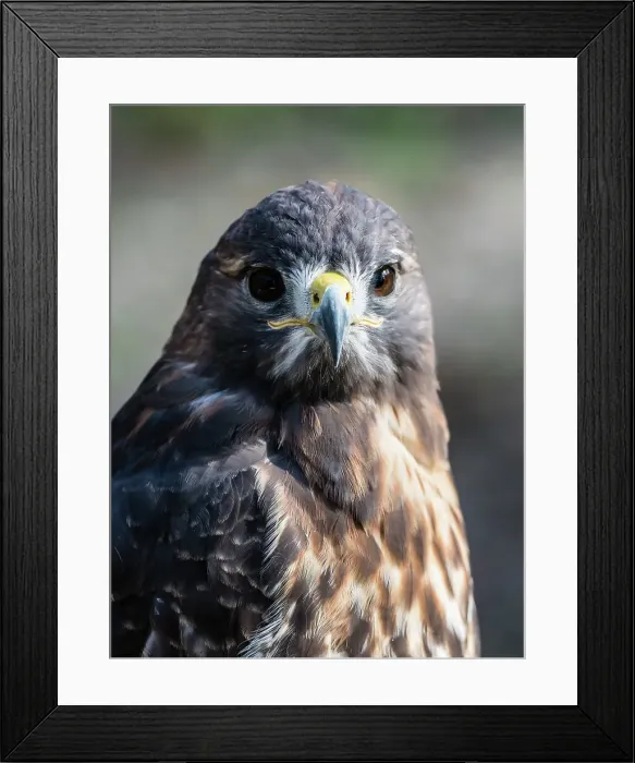Framed Print : Adult red-tailed hawk (Buteo jamaicensis), near the Homosassa River, Florida, United Framed Print : Adult red-tailed hawk (Buteo jamaicensis), near the Homosassa River, Florida, United